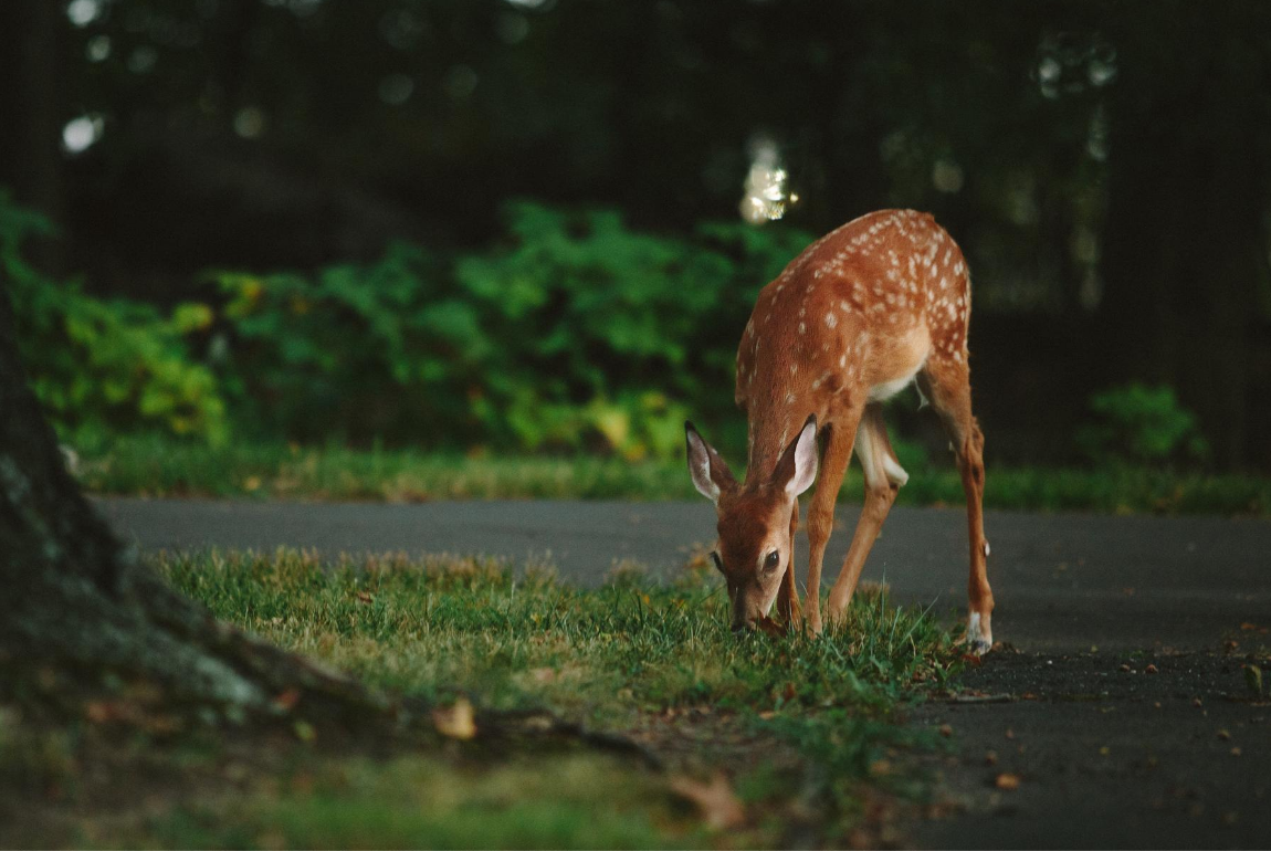 Kulaqua Retreat and Conference Center deer